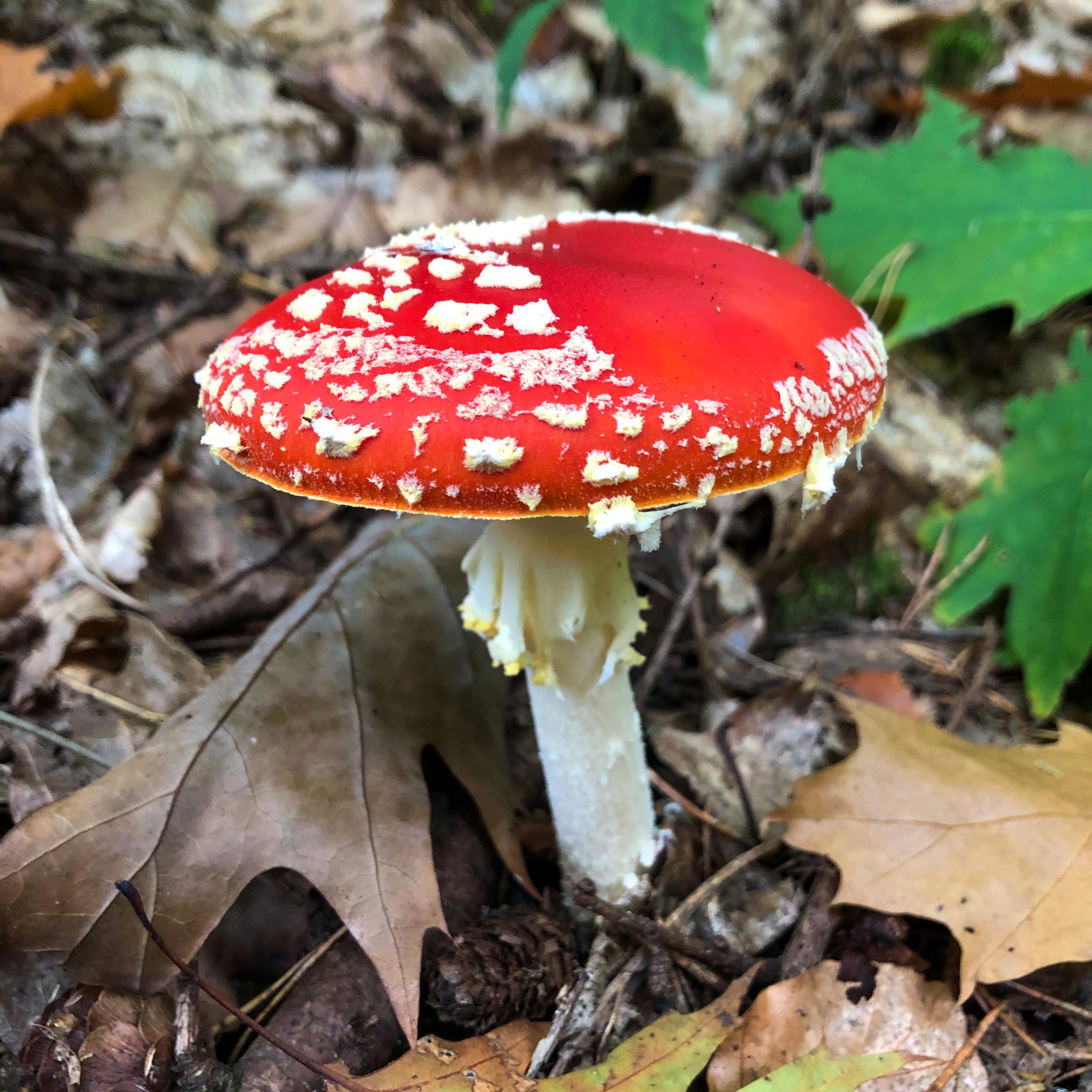 Image of 12 octobre - bois & assiette