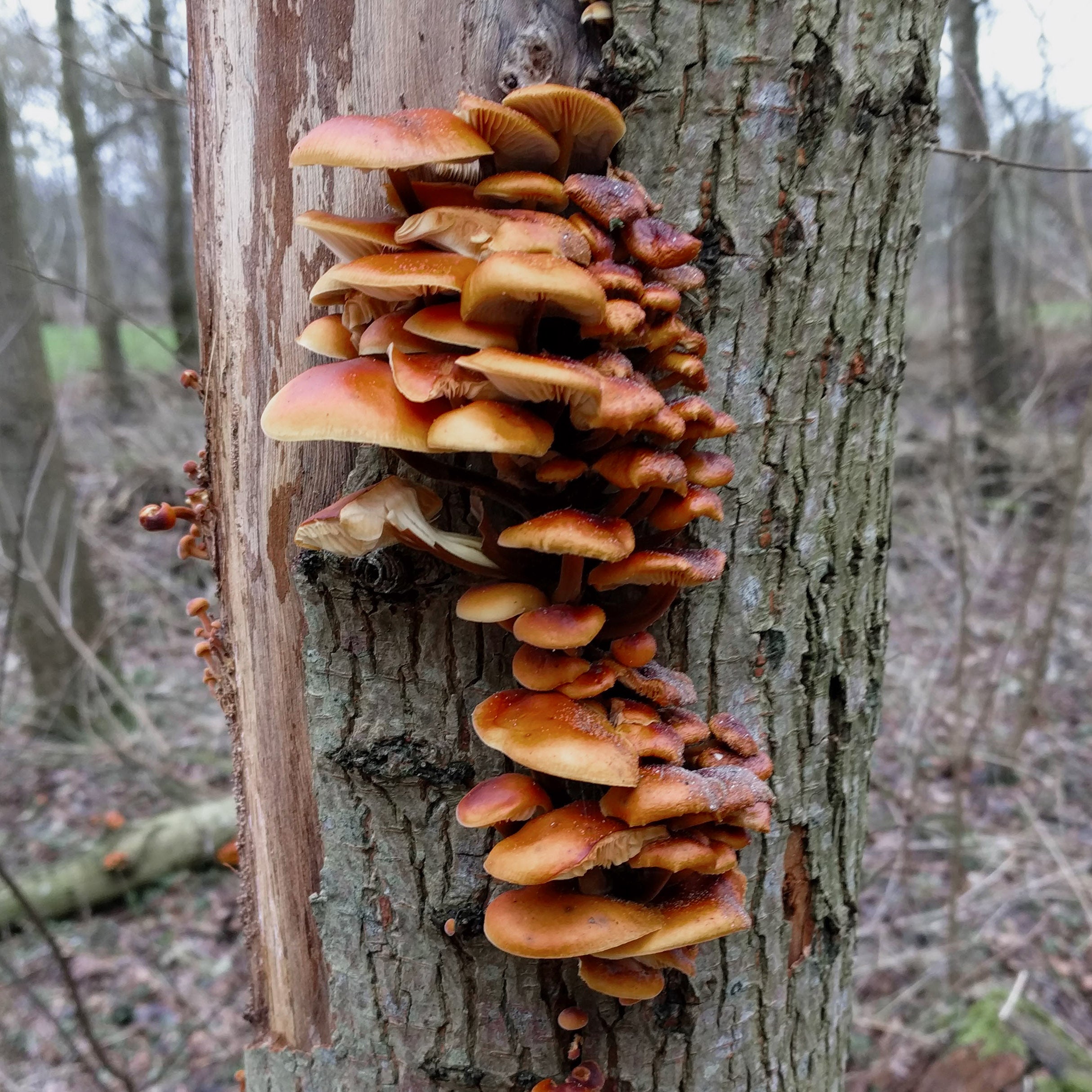 Image of 12 octobre - bois & assiette