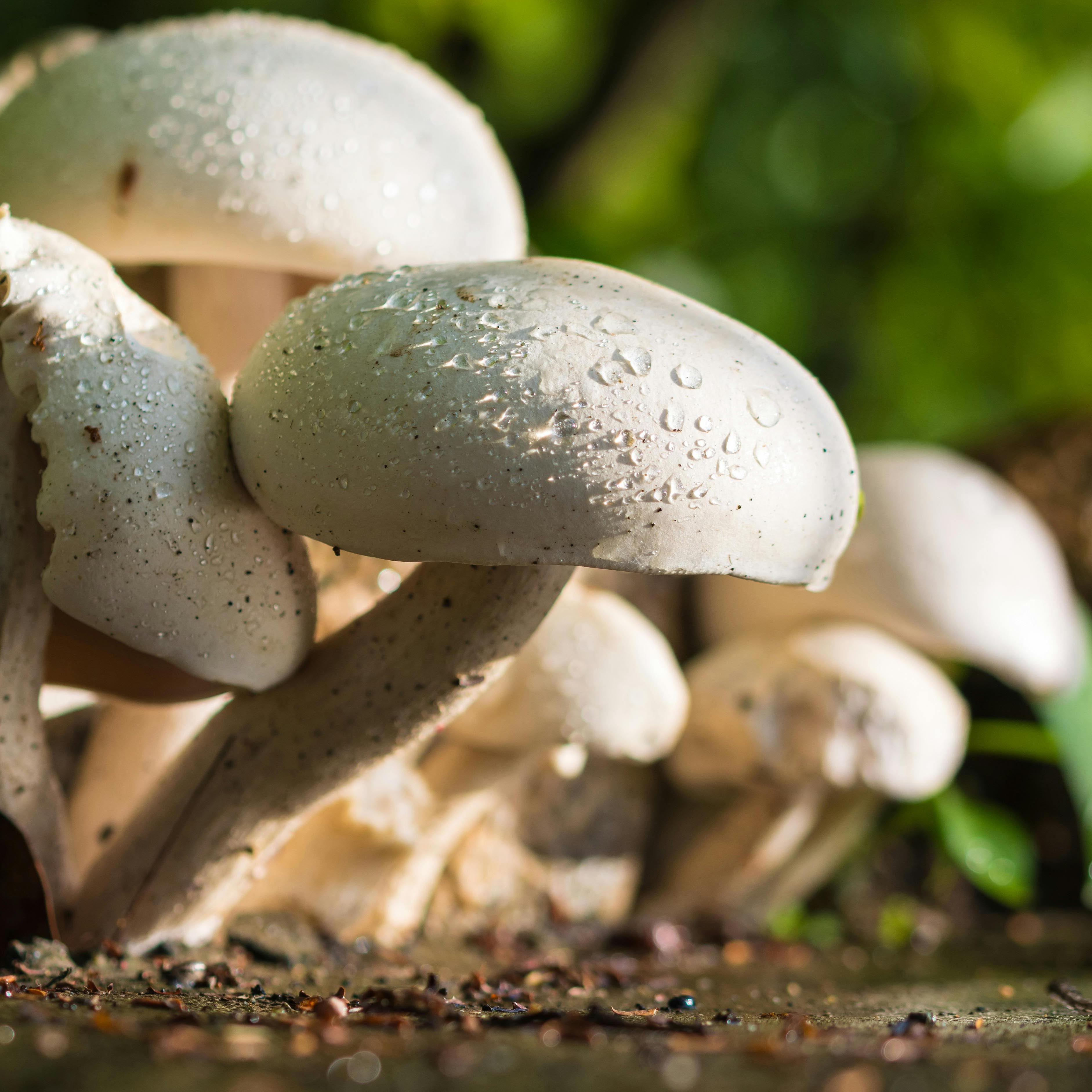Image of 12 octobre - bois & assiette